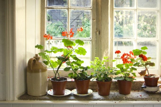 geraniums on the window sill