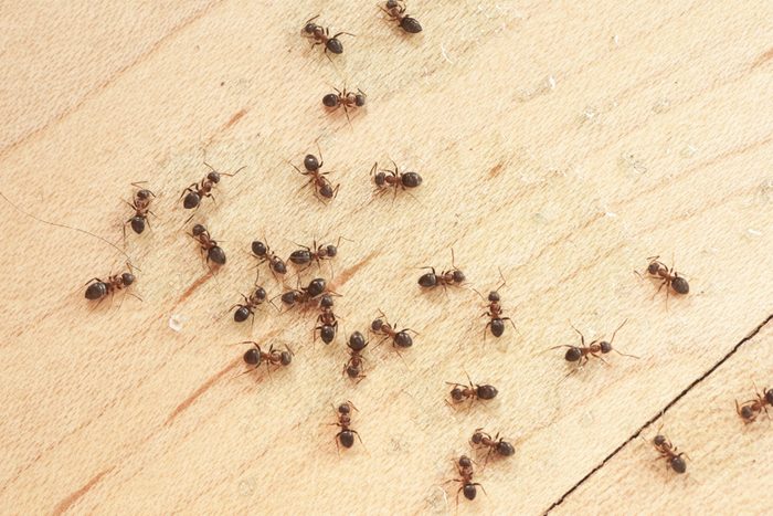 ants on wodden floor top view mit Ameisengift