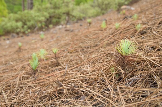 pine straw covering delicate saplings