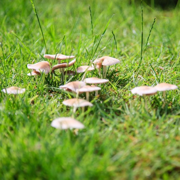 Mushrooms in the backyard grass