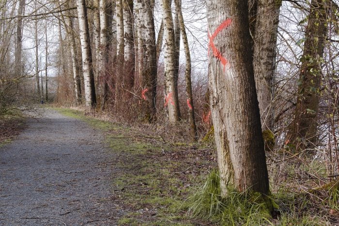 red X marks painted on trees in the forest