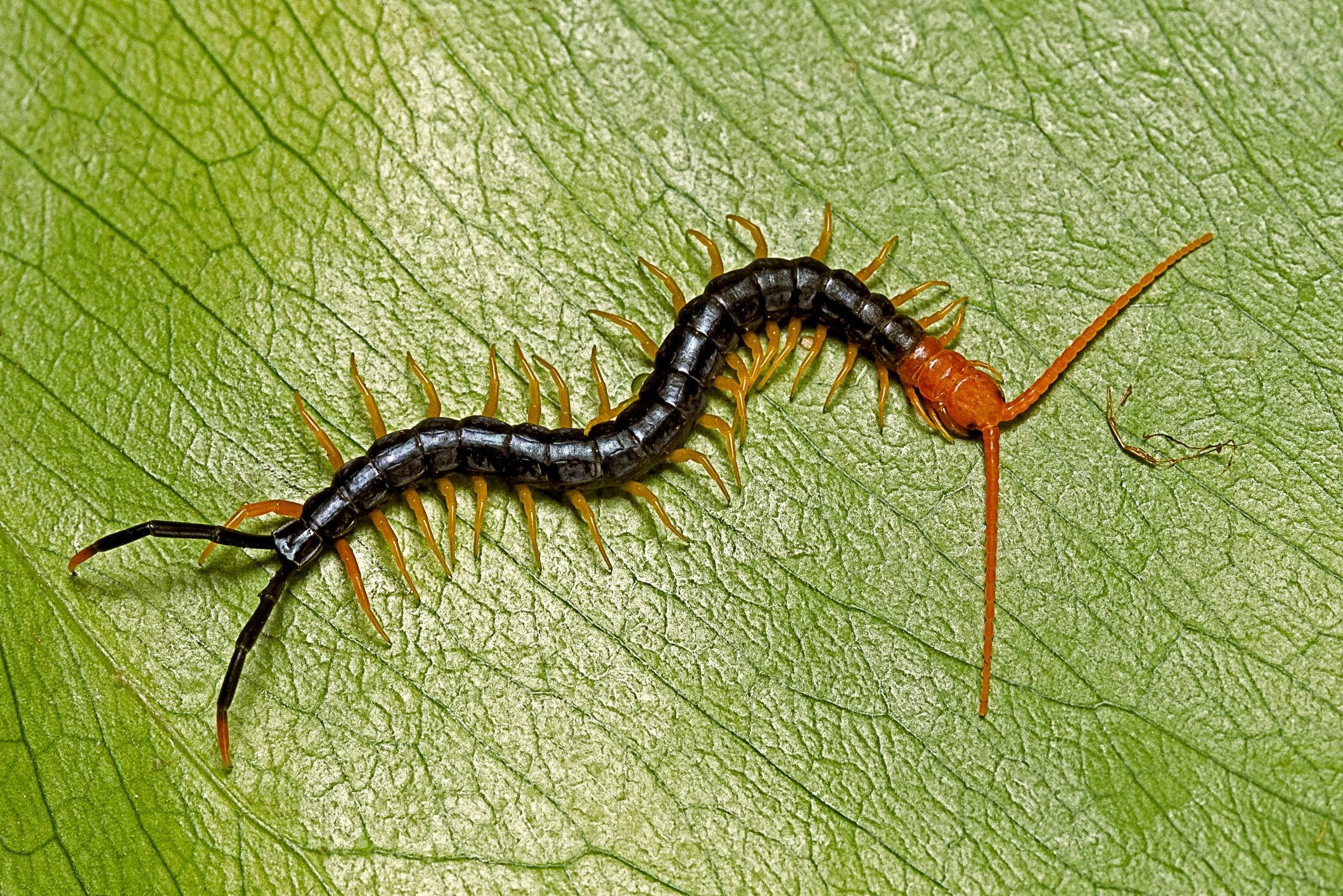 Centipede Prevention Tips