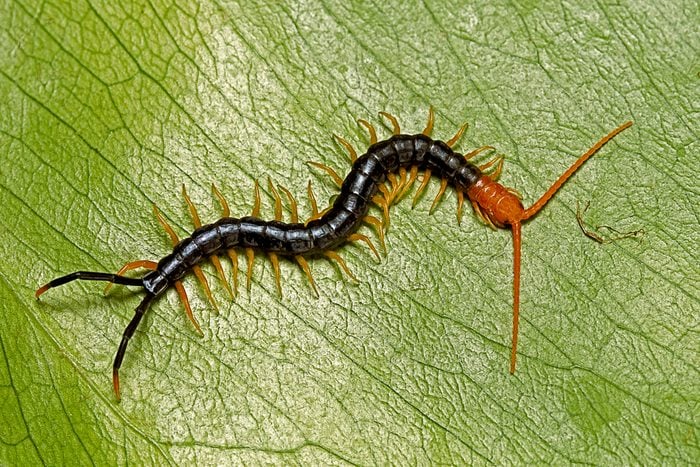 Texas redheaded centipede on a green leaf
