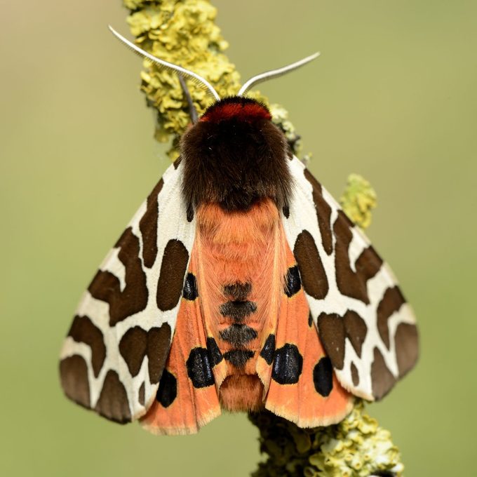 Woolly bear Caterpillar turned into tiger moth