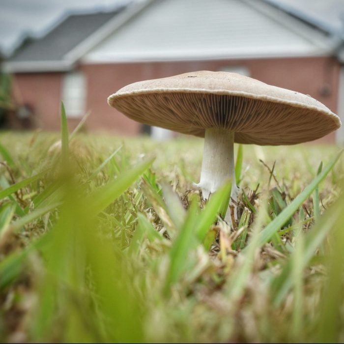Close-Up Of Mushrooms Growing On Field In Yard