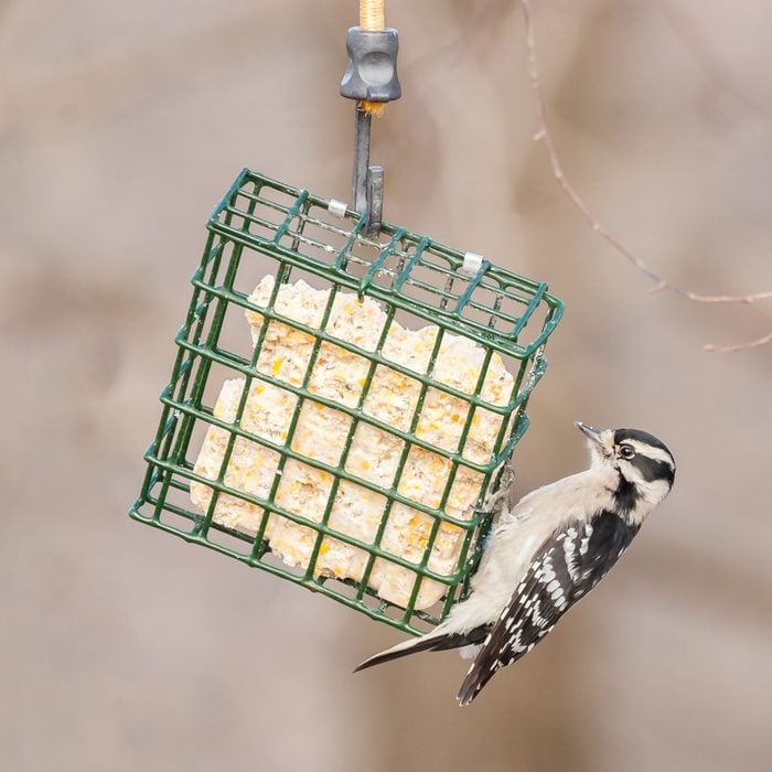 suet bird feeder
