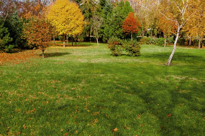 backyard during autumn with colorful trees and grass
