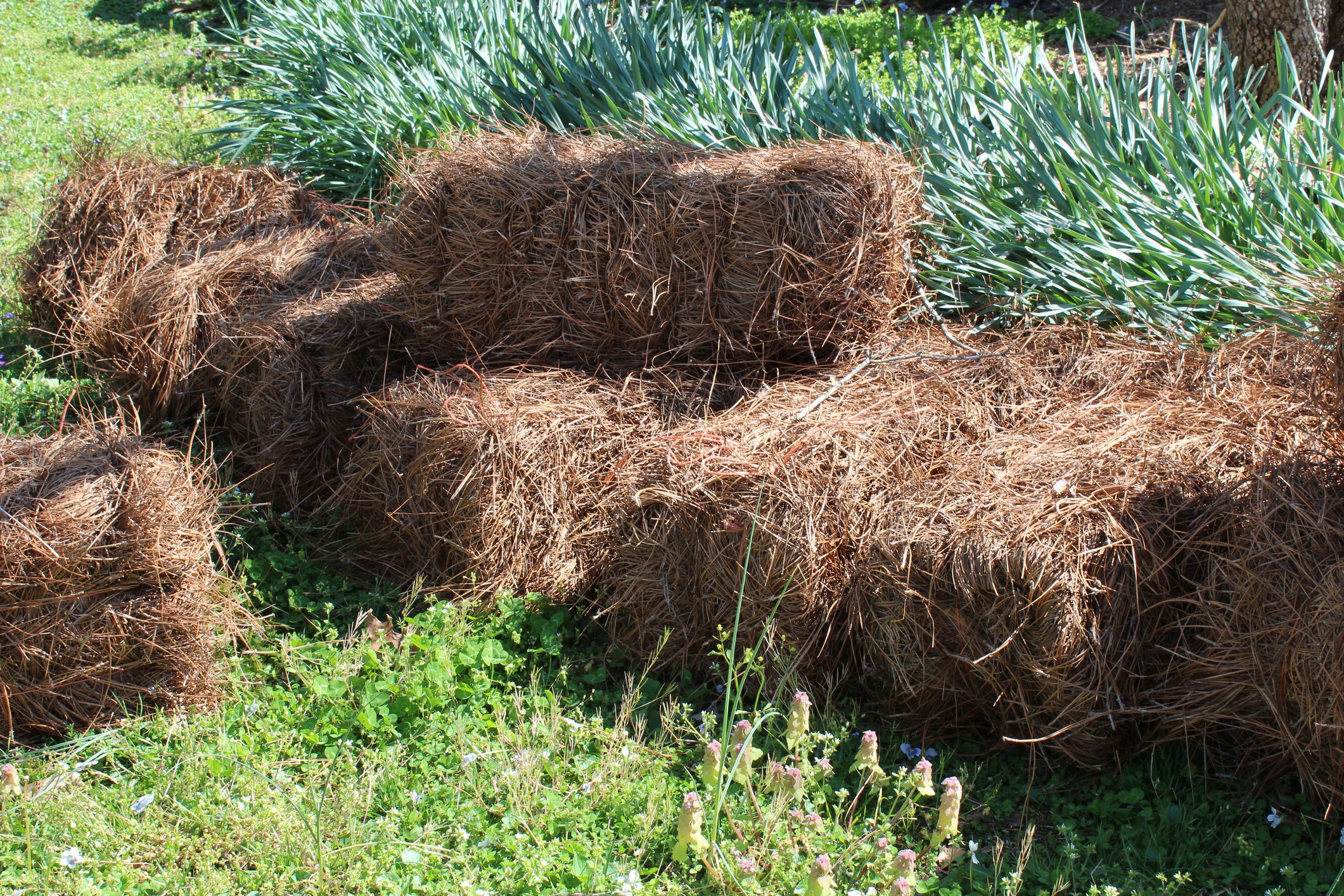 Can You Compost Pine Needles? (And What To Do With Dead Pine Needles?) -  Conserve Energy Future