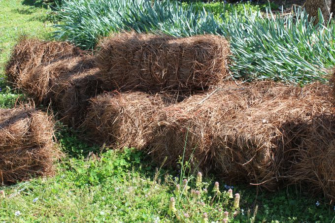 Bales of pine straw mulch