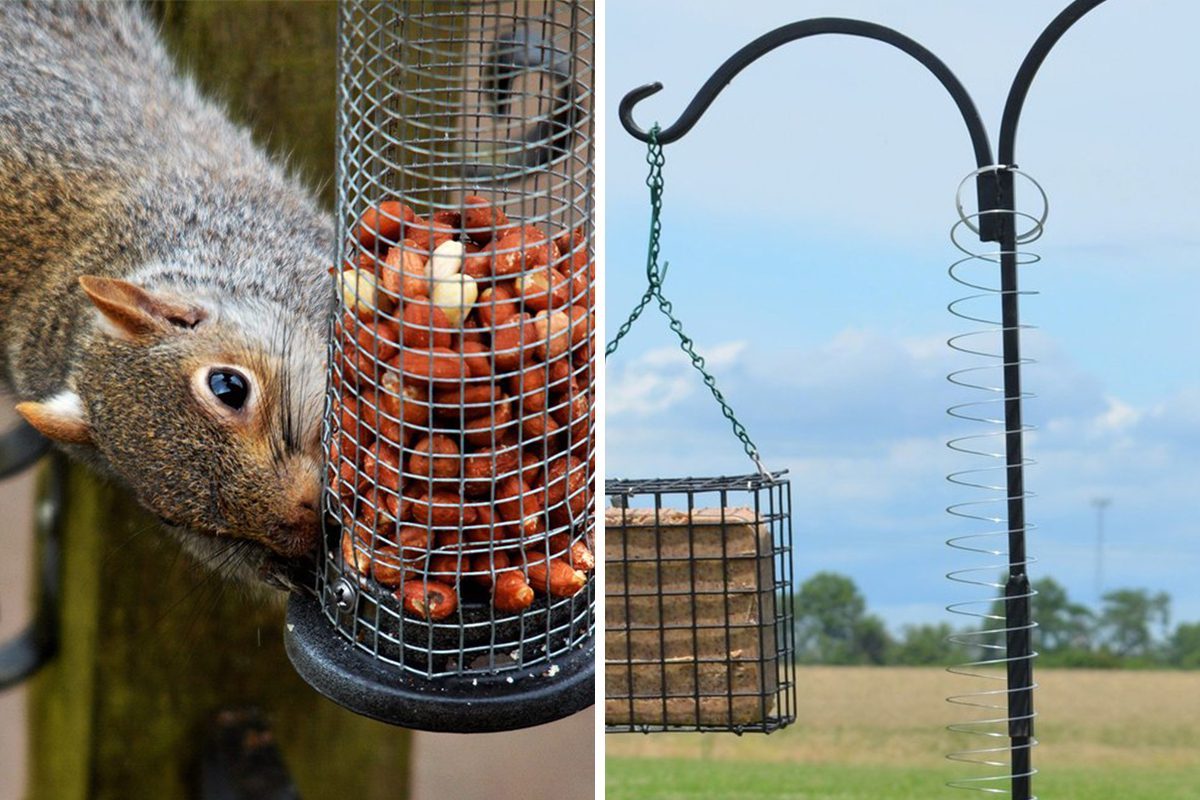 Squirrel Slinky Hack Qt 1200x800