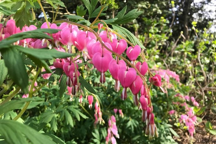 Pink Bleeding Hearts in a Spring Garden