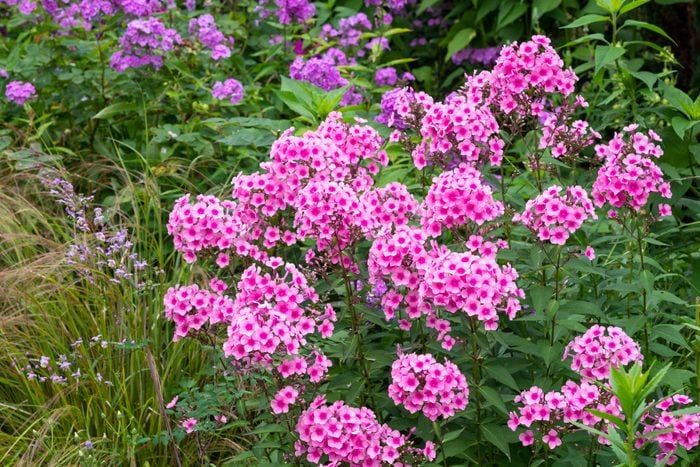 Pink Phlox in an English country garden in August