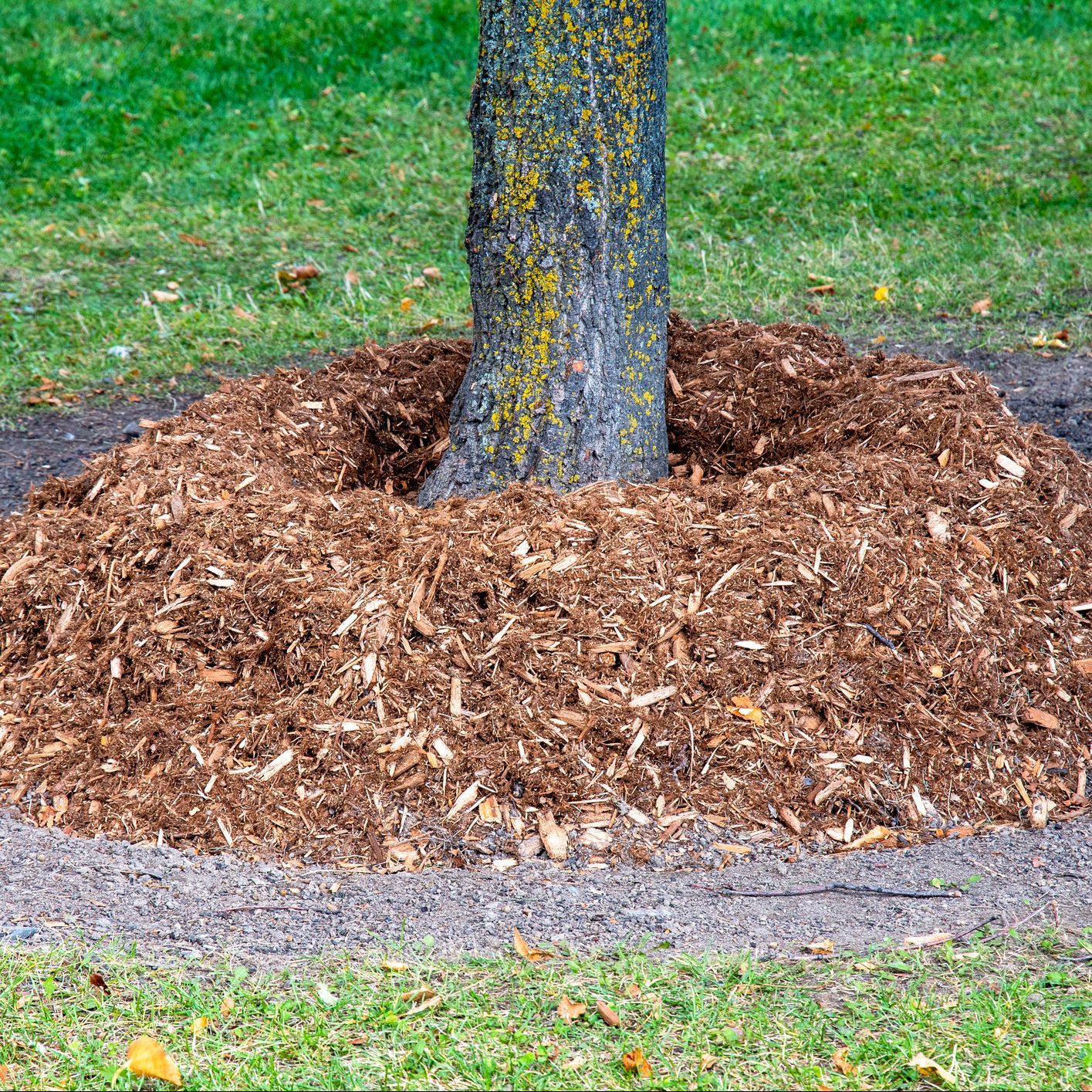 Mulch at the base of a tree trunk at Winter approaches