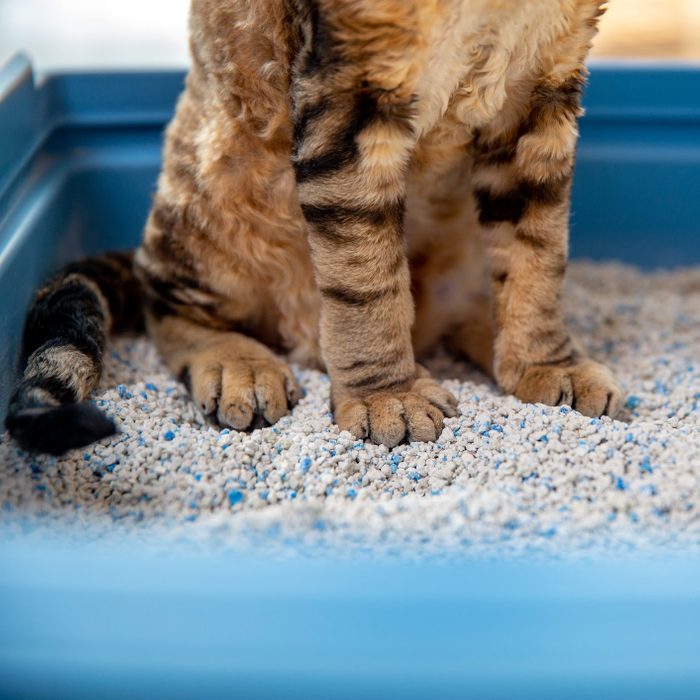 Devon rex Cat using a litter box with white bentonite sand