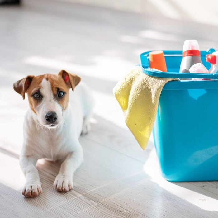 a dog on the floor with floor cleaning supplies