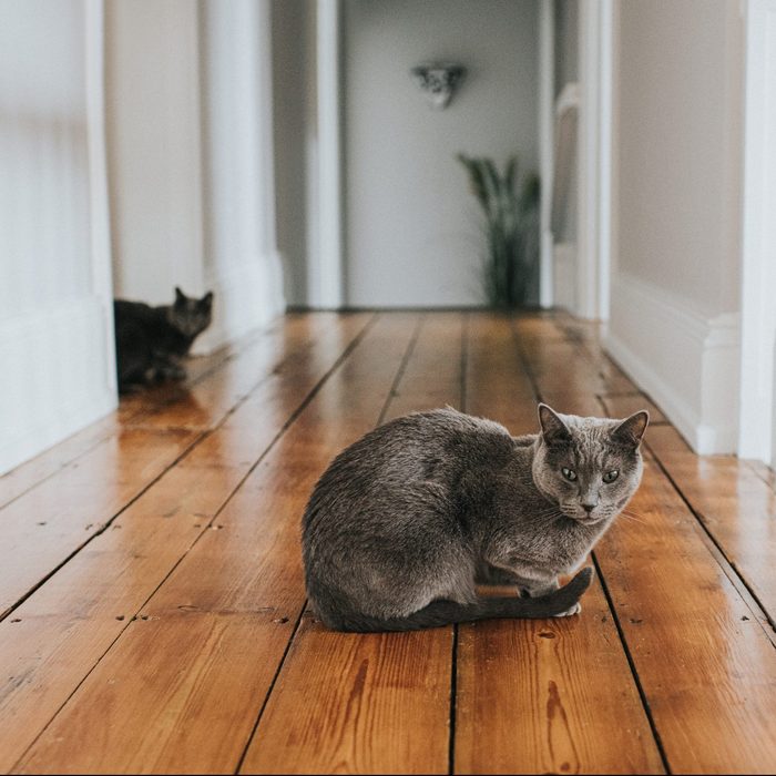 A Hunched grey cat on a wooden floor looking directly on Camera, another similar cat sits in a doorframe in the background