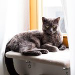 7 Best Cat Window Perches, Seats and Beds