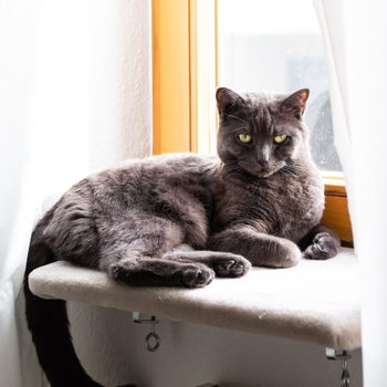 Dozy cat resting on a window perch