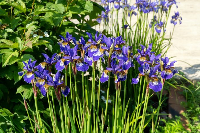 Blooming iris bushes in an ornamental garden near viburnum on a sunny summer day.