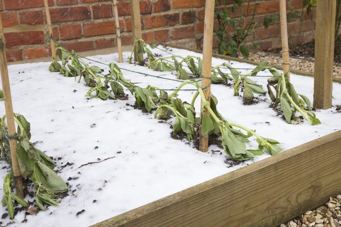 vegetable garden damaged by the winter frost