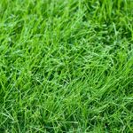 4 Types of Grass That Can Be Planted in Fall and Winter