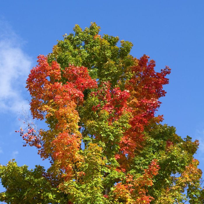 Colorful Maple Tree in Fall with some leaves staying green