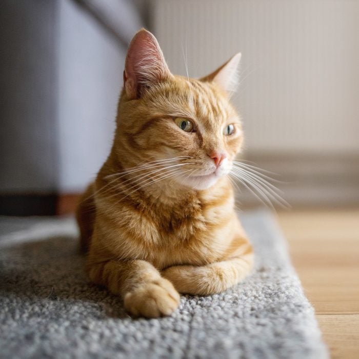 cat laying on carpet