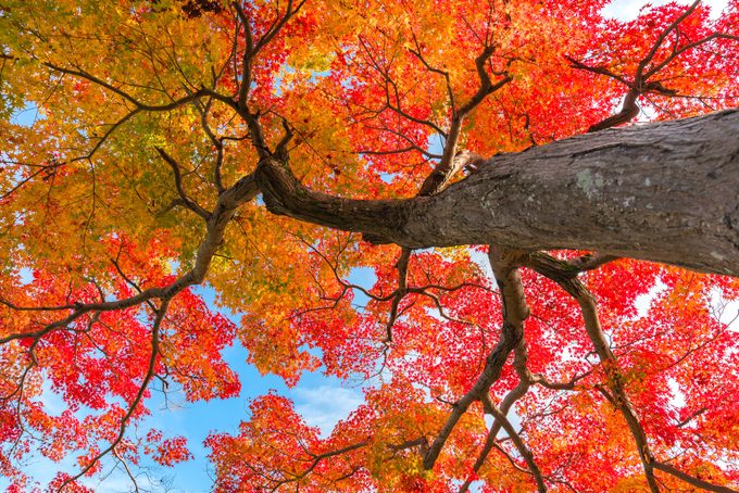 maple tree in the fall with red and orange leaves