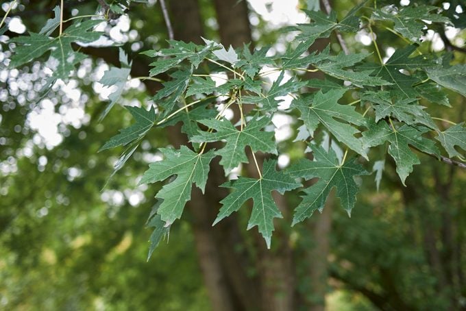 Acer saccharinum or silver maple tree