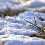 How to Take Care of Winter Weeds