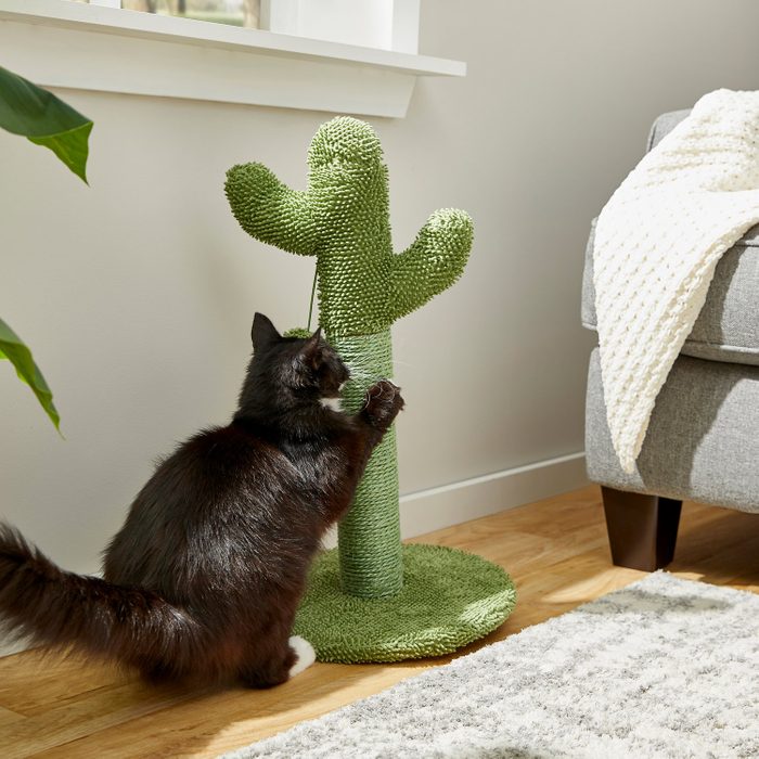 Cat Cactus 