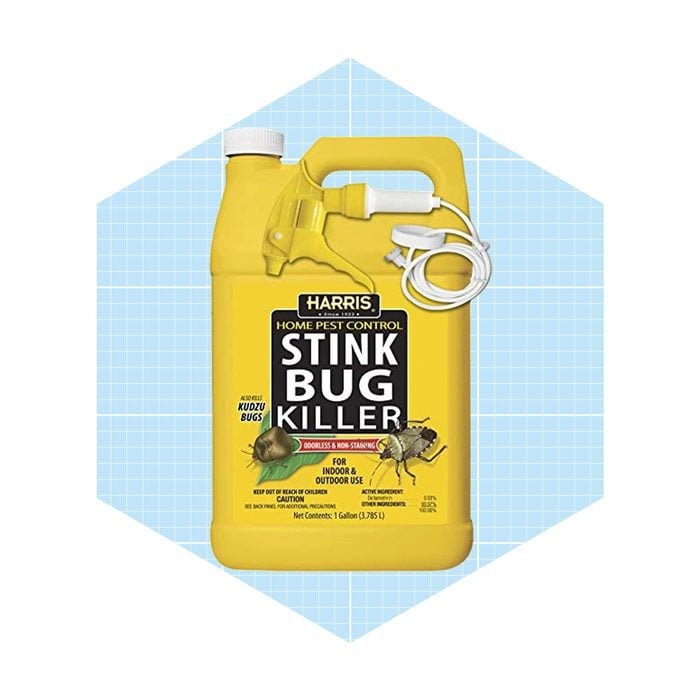 Best Indoor Outdoor Stink Bug Killer