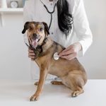 Pet Insurance: What To Know Before You Buy