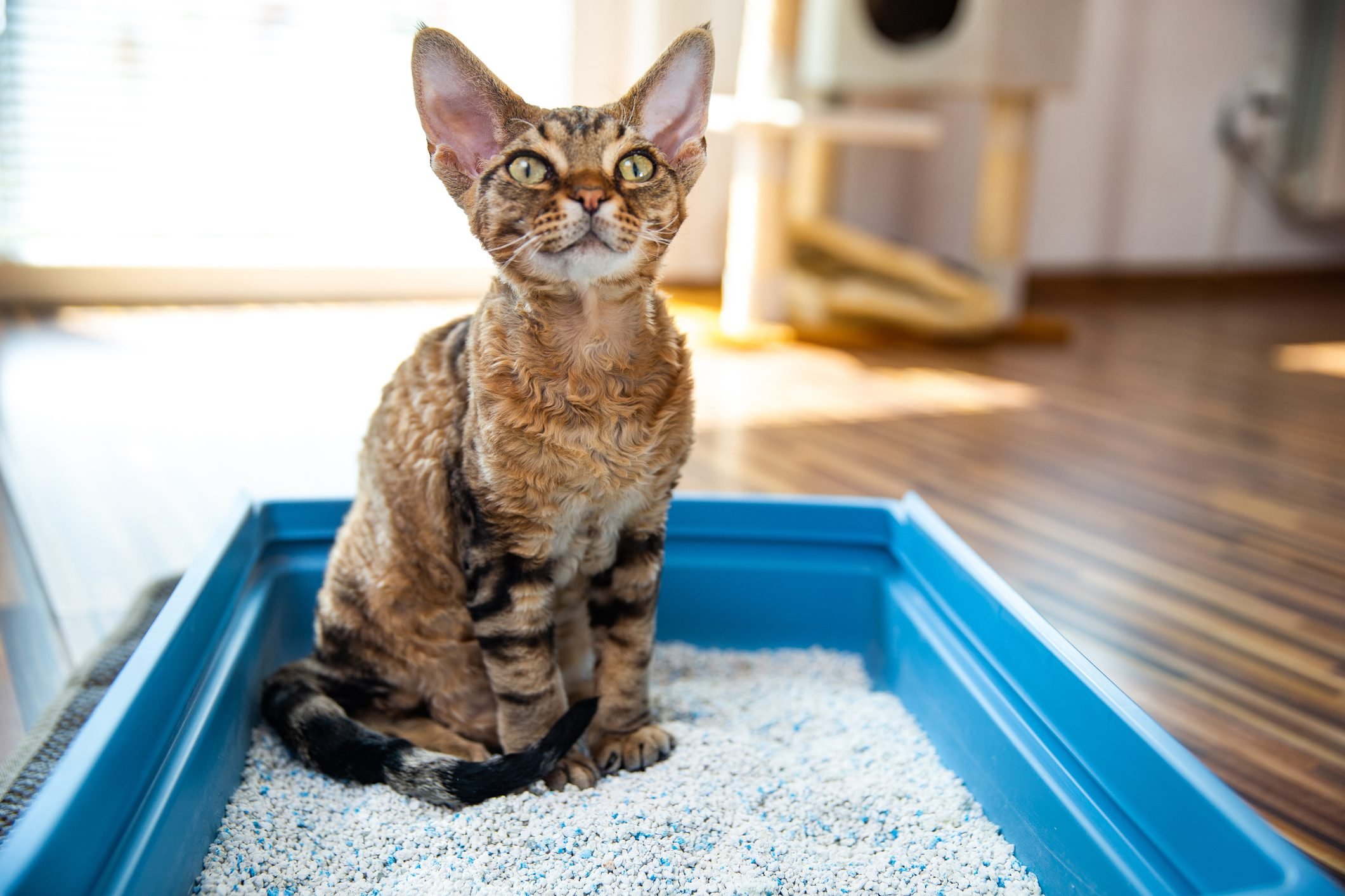 Cat Sitting in Litter Box