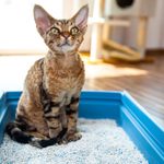 Cat Litter Tips and Advice for Cat Owners