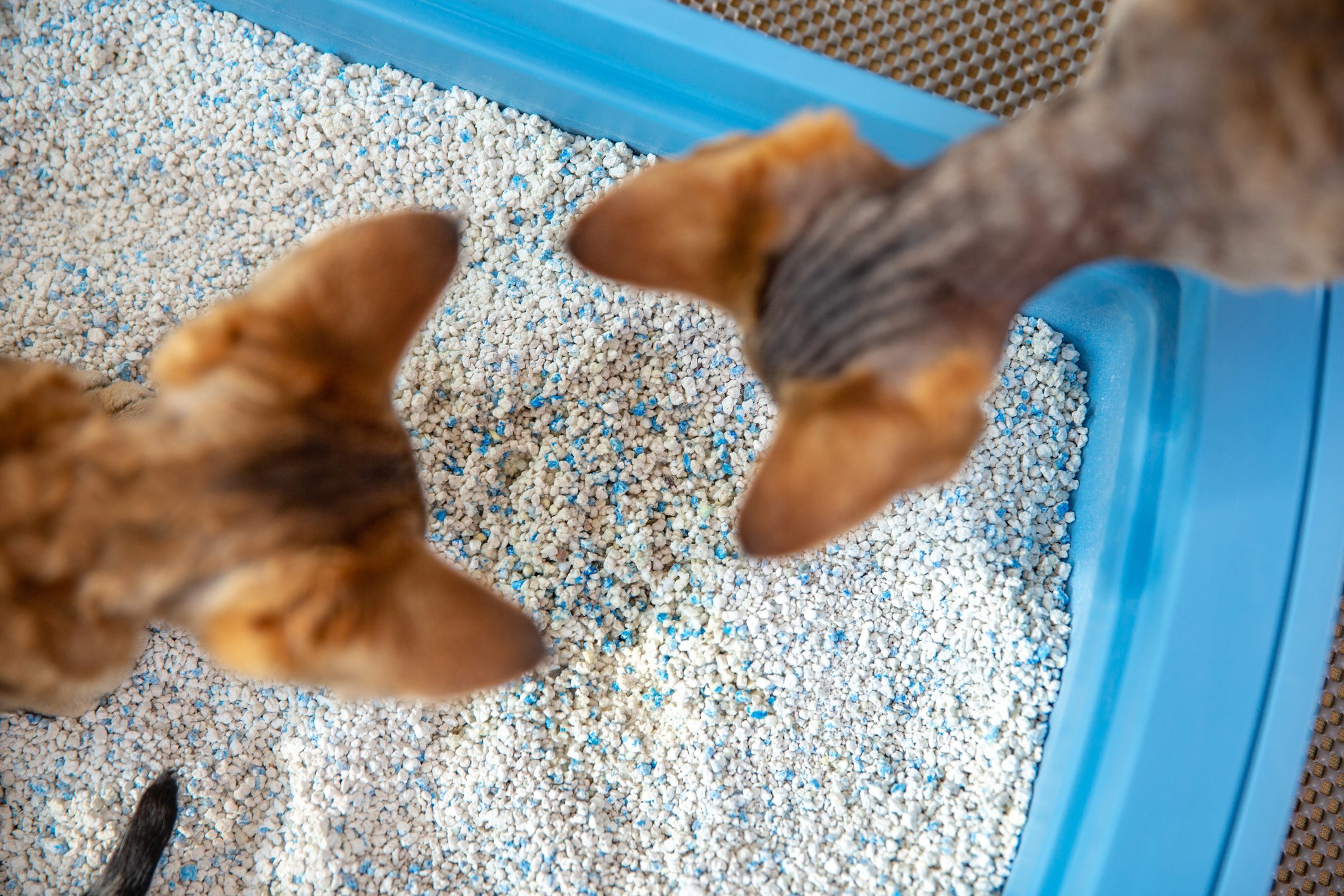 High Angle View of Curious Devon Rex Kittens Examining Dirty Cat Sand in Litter Box 