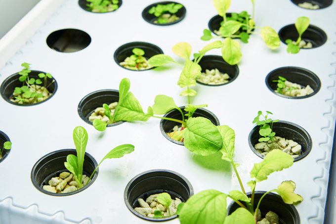Young plants on exhibition of agriculture
