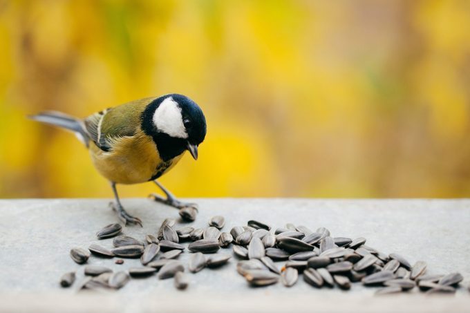 Tomtit eating sunflower seeds with copy space