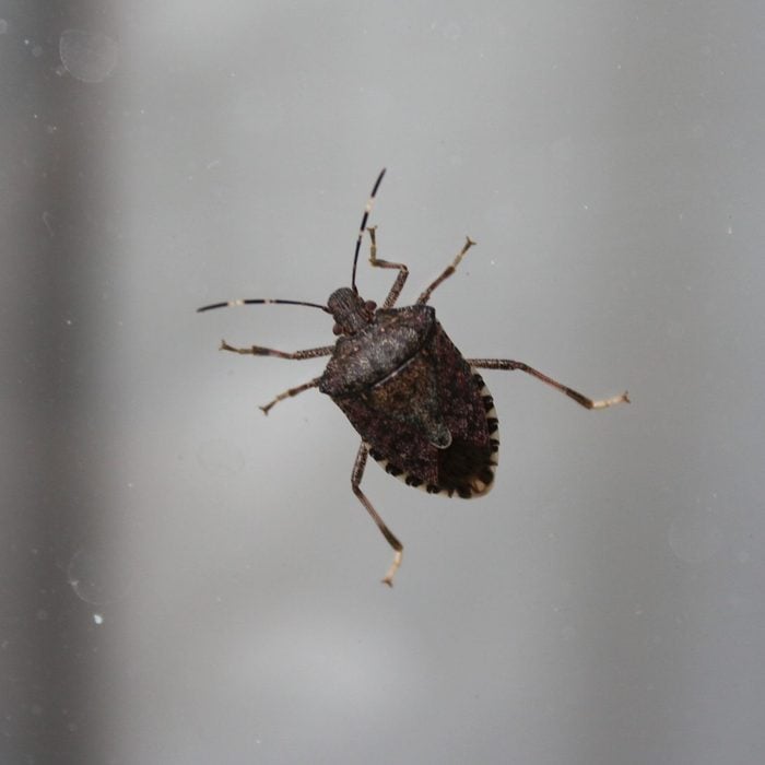 stink bug insect on window in home