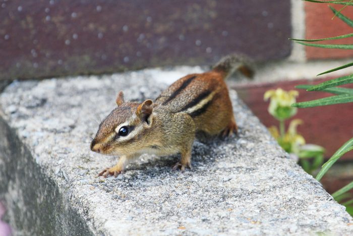How To Get Rid Of Chipmunks The, How To Catch A Chipmunk In Your Basement