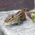 How To Get Rid of Chipmunks