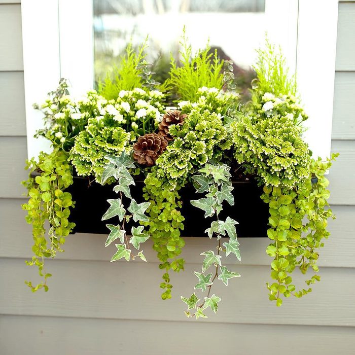 Chic Chartreuse Window Box