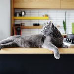 5 Simple Ways for Getting Rid of Cat Smell