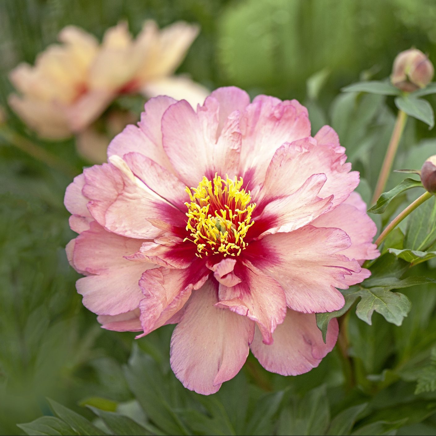 a spring blooming garden peony