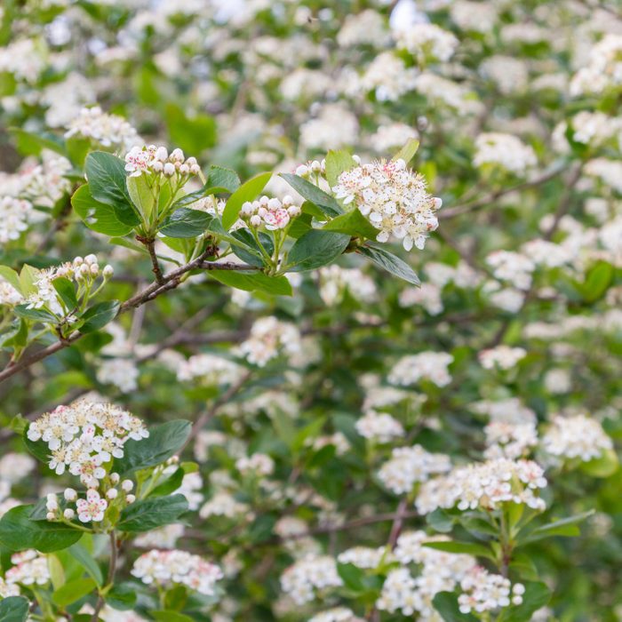 Blooms Bush black chokeberry in early summer white flowers