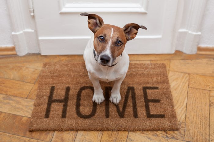small brown and white dog standing on welcome mat inside home