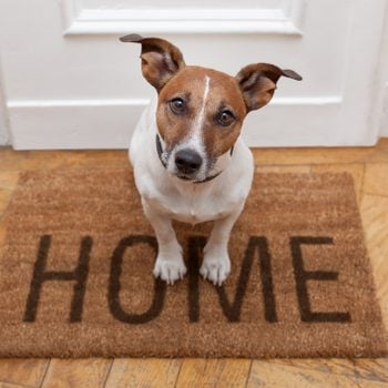 small brown and white dog standing on welcome mat inside home