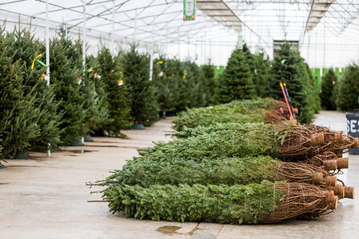 selección de árboles de navidad recién cortados en la tienda y granja local de árboles de navidad