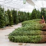 Are Christmas Trees Bad for the Environment?