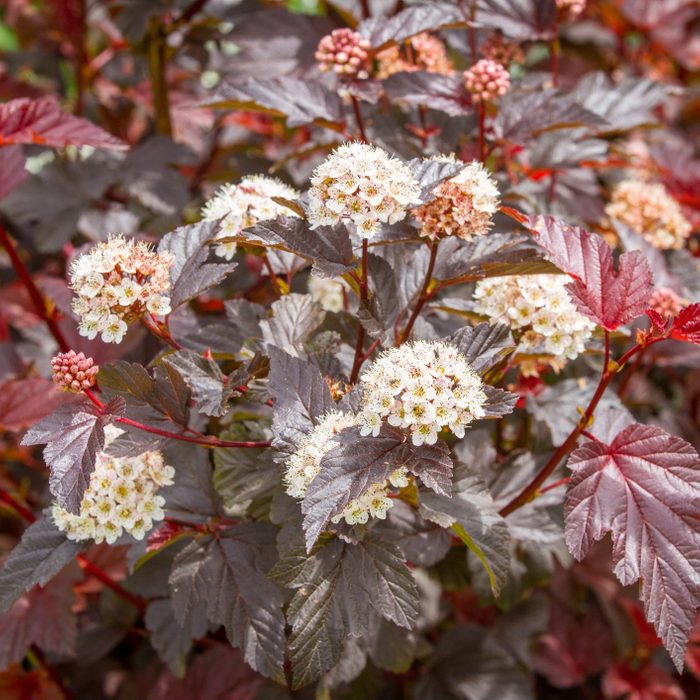 Flowering physocarpus with red leaves and white flowers